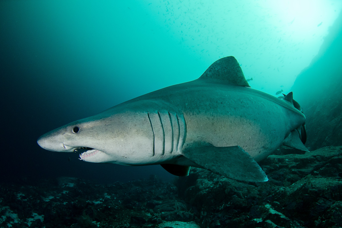 Malpelo Island Colombia Diving 10