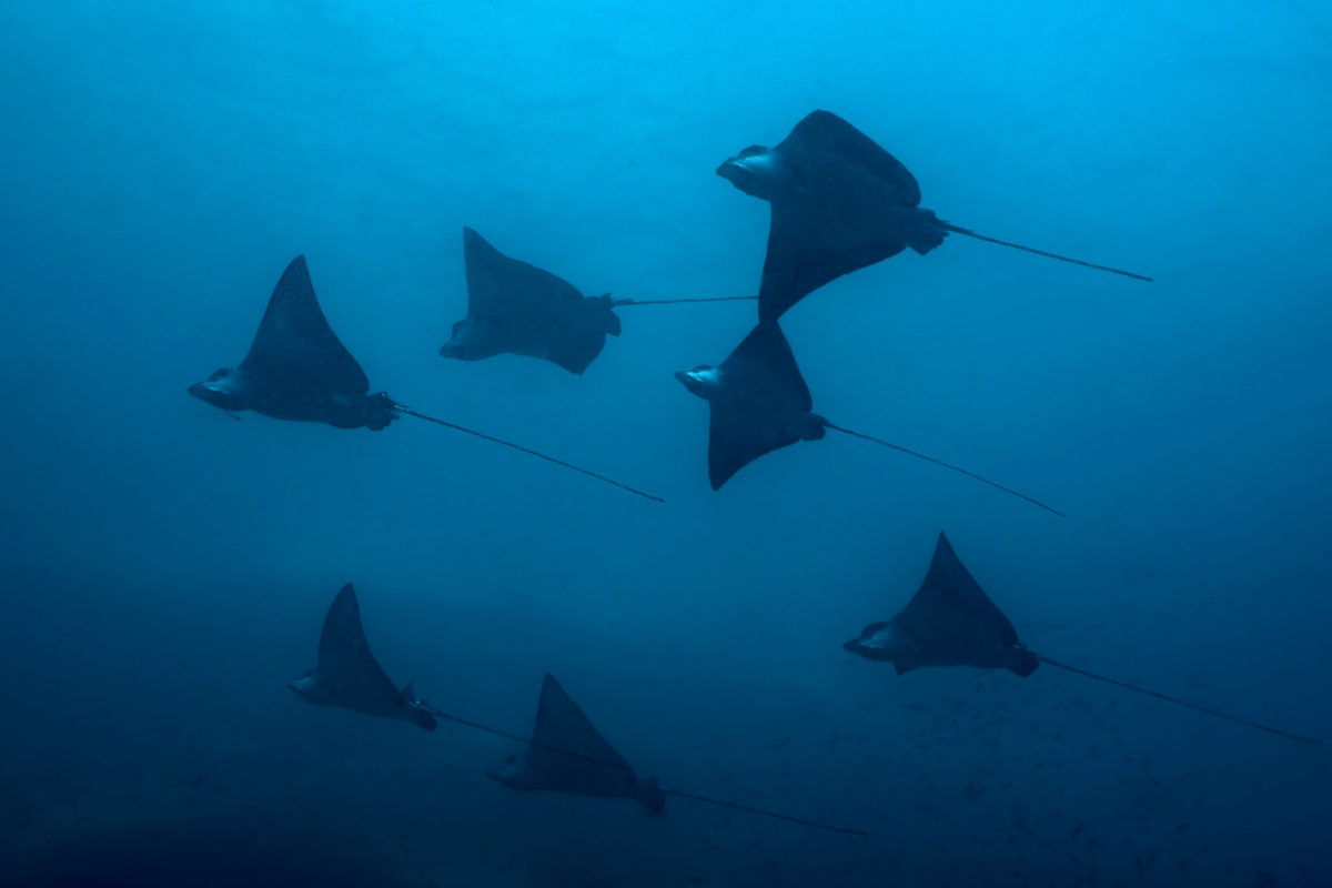 Malpelo Island Colombia Diving 12