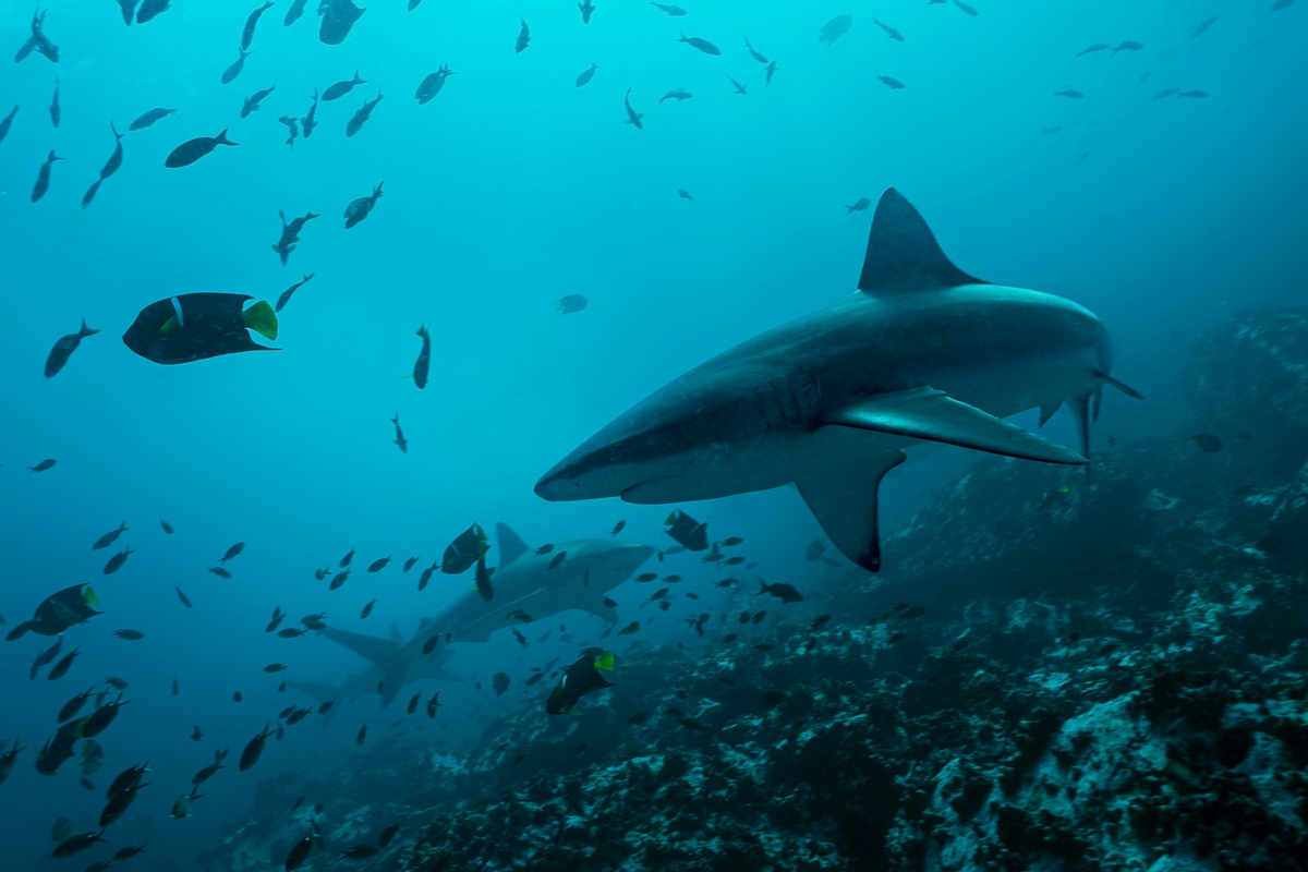 Malpelo Island Colombia Diving 2