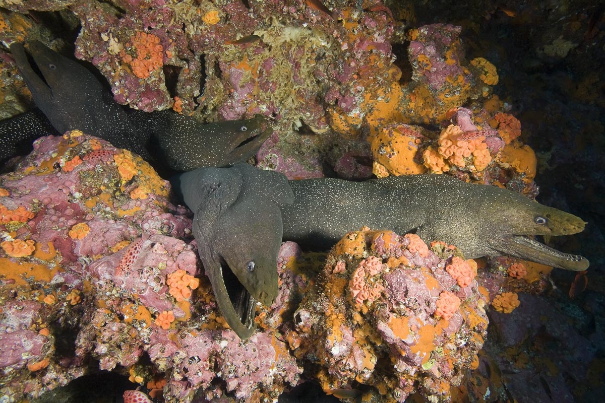 Malpelo Island Colombia Diving 9