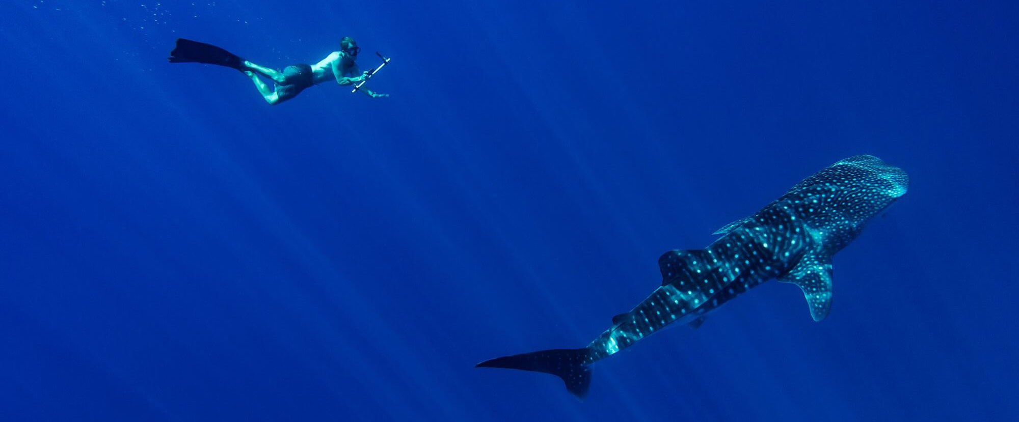 Maldives Whaleshark Project Banner 3