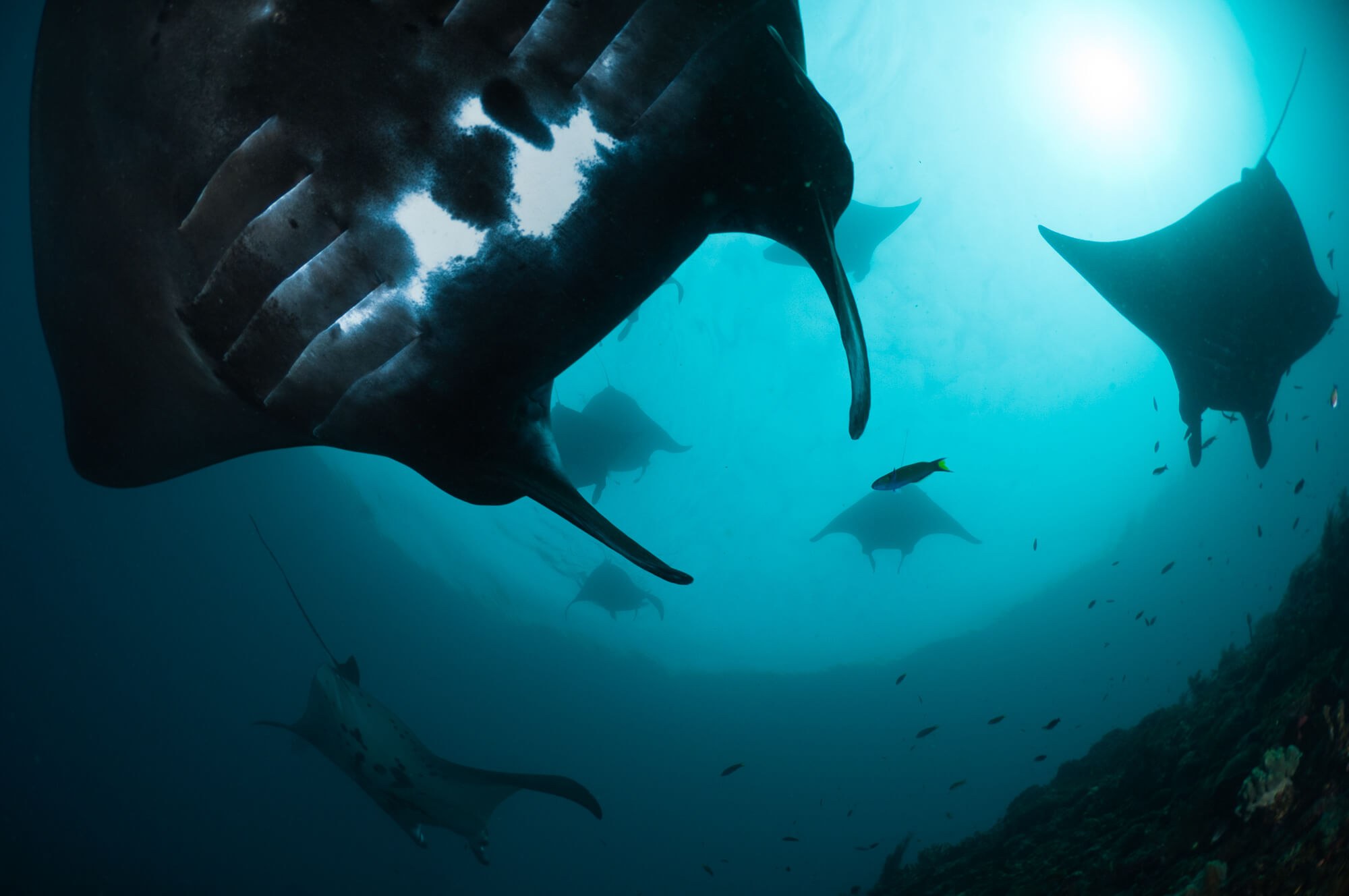 Manta Trust Raja Ampat Mantas