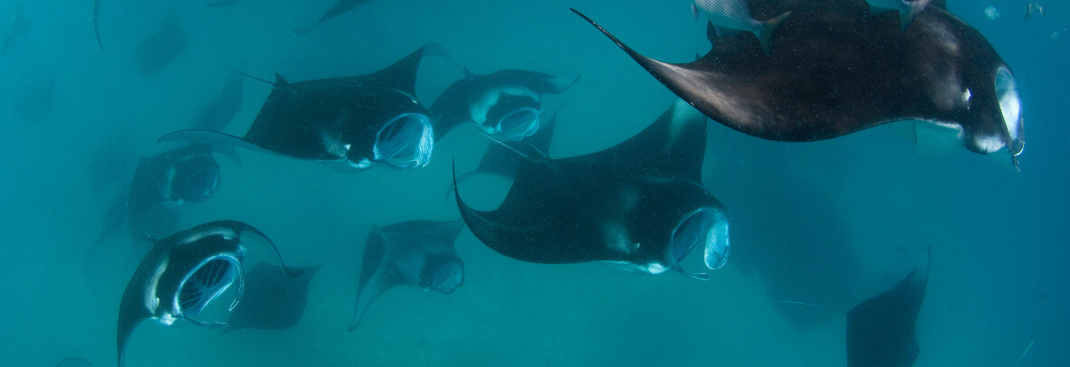 Maldivian Manta Ray Project Banner 01