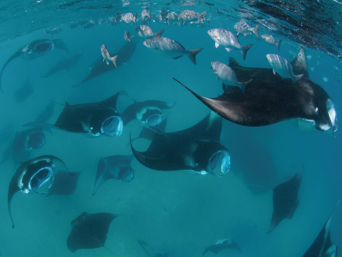 maldivian_manta_ray_project_thumbnail-01.jpg#asset:3902:url