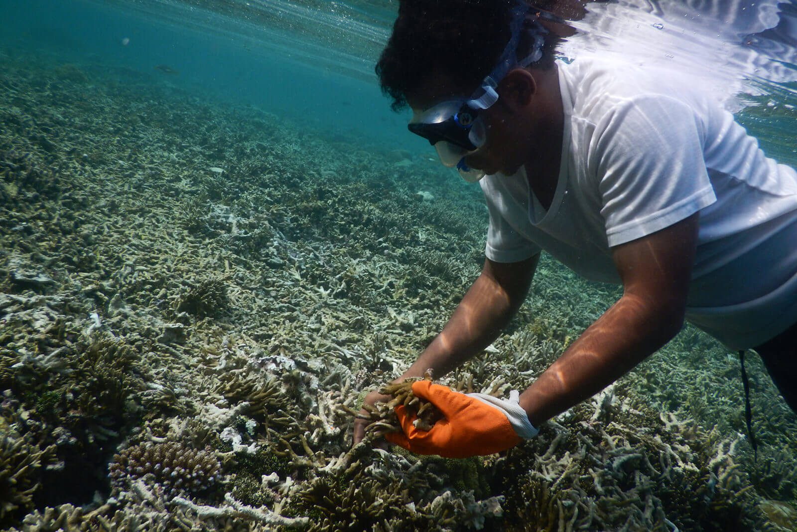 SEA_Centre_Papua_Explorers_Coral.jpg#asset:3834:url