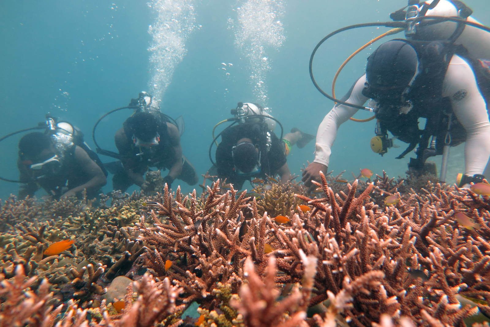 SEA Centre Papua Explorers Coral