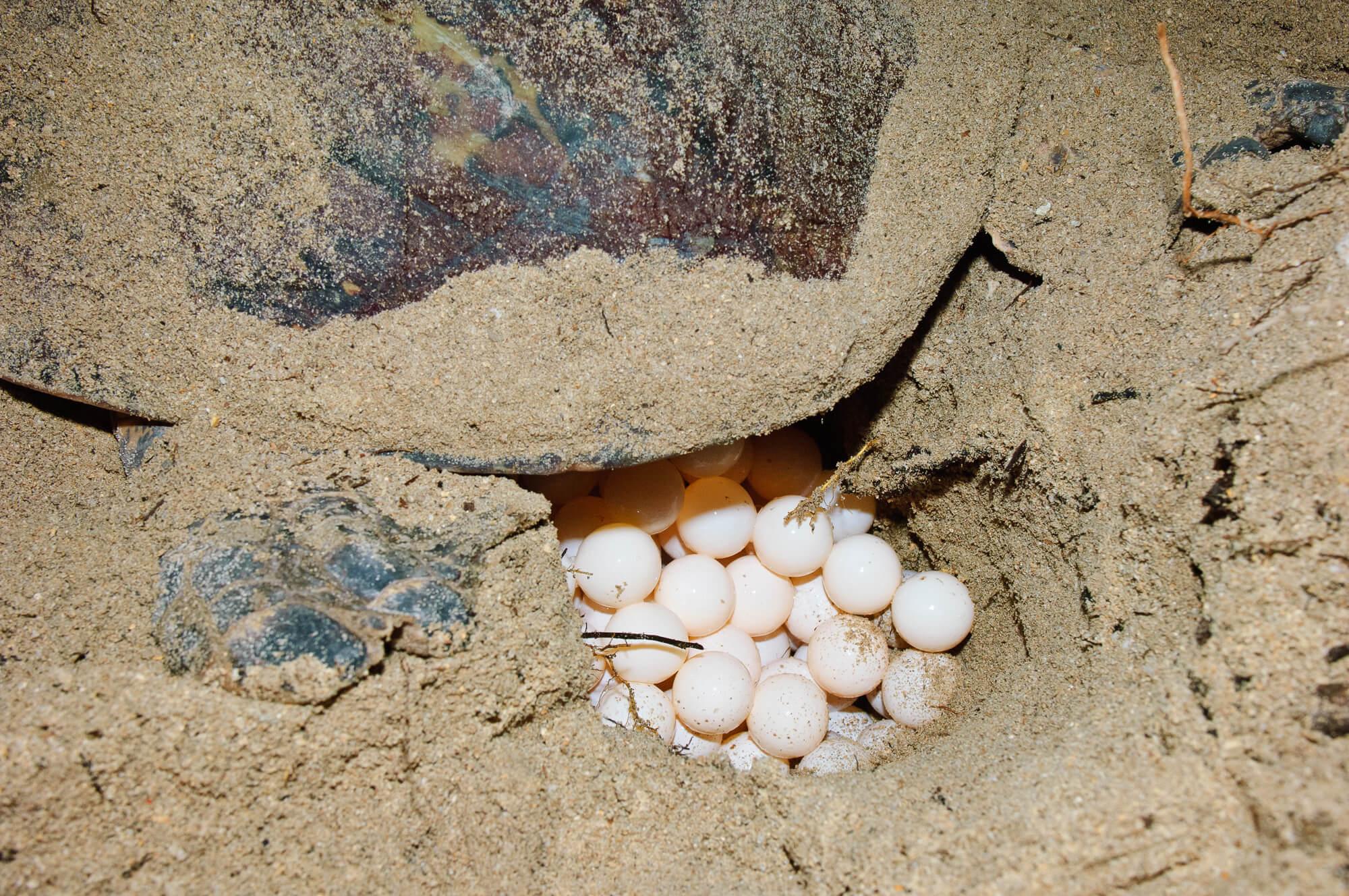 Sabah_Turtle_Nest_Eggs2.jpg#asset:2952:url