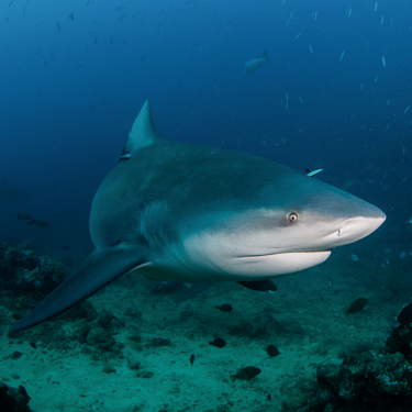 Dive with bull sharks in the Bat Islands Image