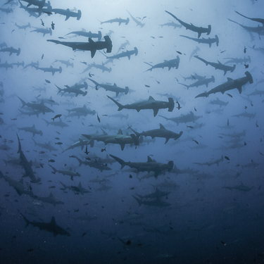 Scuba Diving Costa Rica Hammerhead Sharks