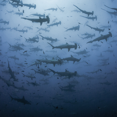 Come face to face with huge schools of hammerhead sharks at Cocos Island Image