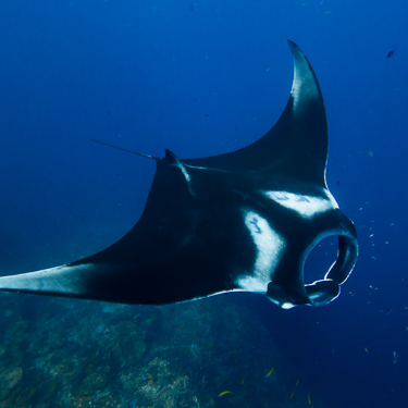 Swim alongside oceanic mantas at Herradura Image