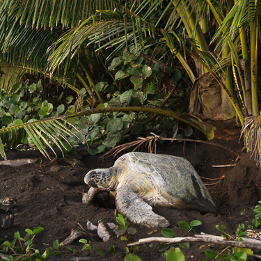 Explore the spectacular wildlife of the Tortuguero National Park Image