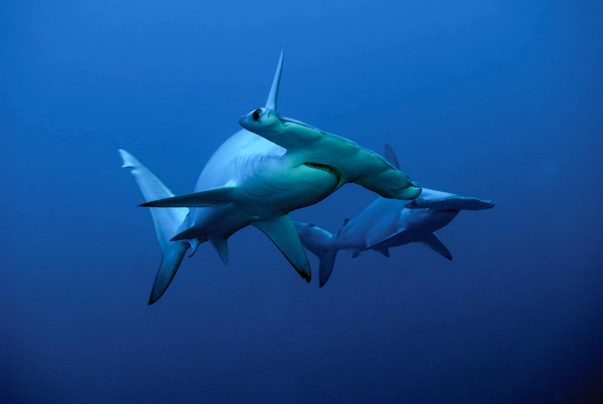Dive with hammerhead sharks in the Banda Sea, Indonesia
