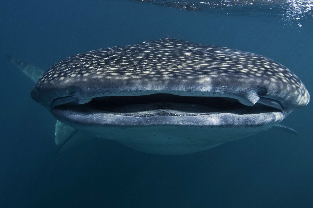 Djibouti Scuba Diving 5