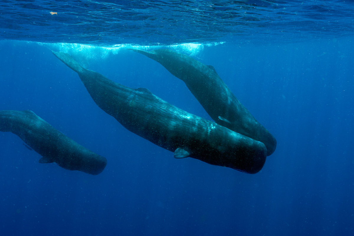 Dominica's sperm whales are resident year round