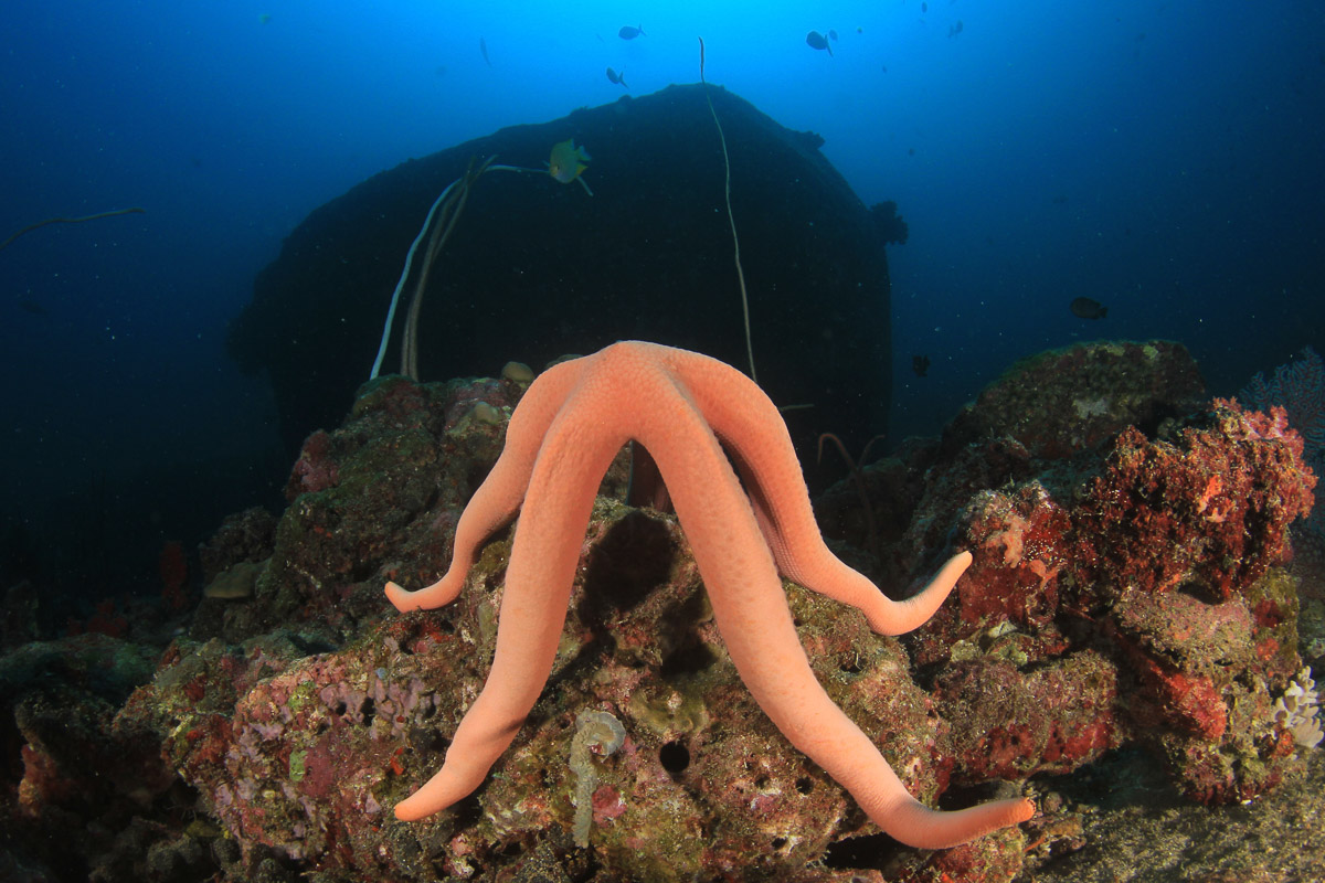 Scuba Diving Bayahibe Dominican Republic 8