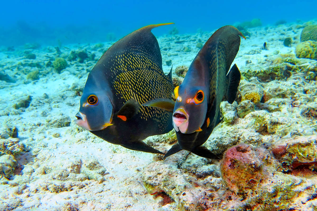 Scuba Diving Bayahibe Dominican Republic 9