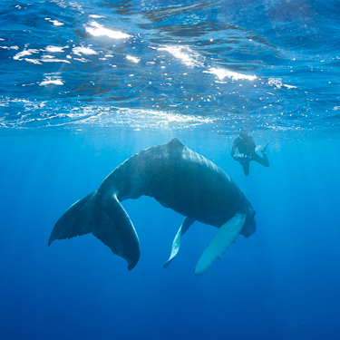 Swim alongside humpback whales Image