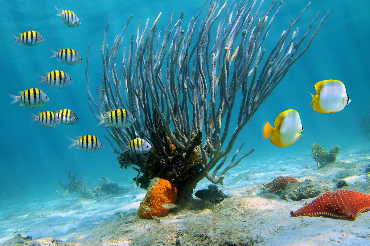 Scuba Diving Punta Cana Dominican Republic 7
