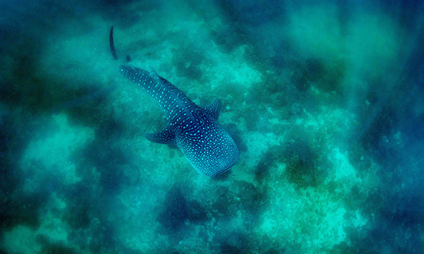 Atlantis Resort Ecoventure Whale Shark Megafauna Thumbnail 1