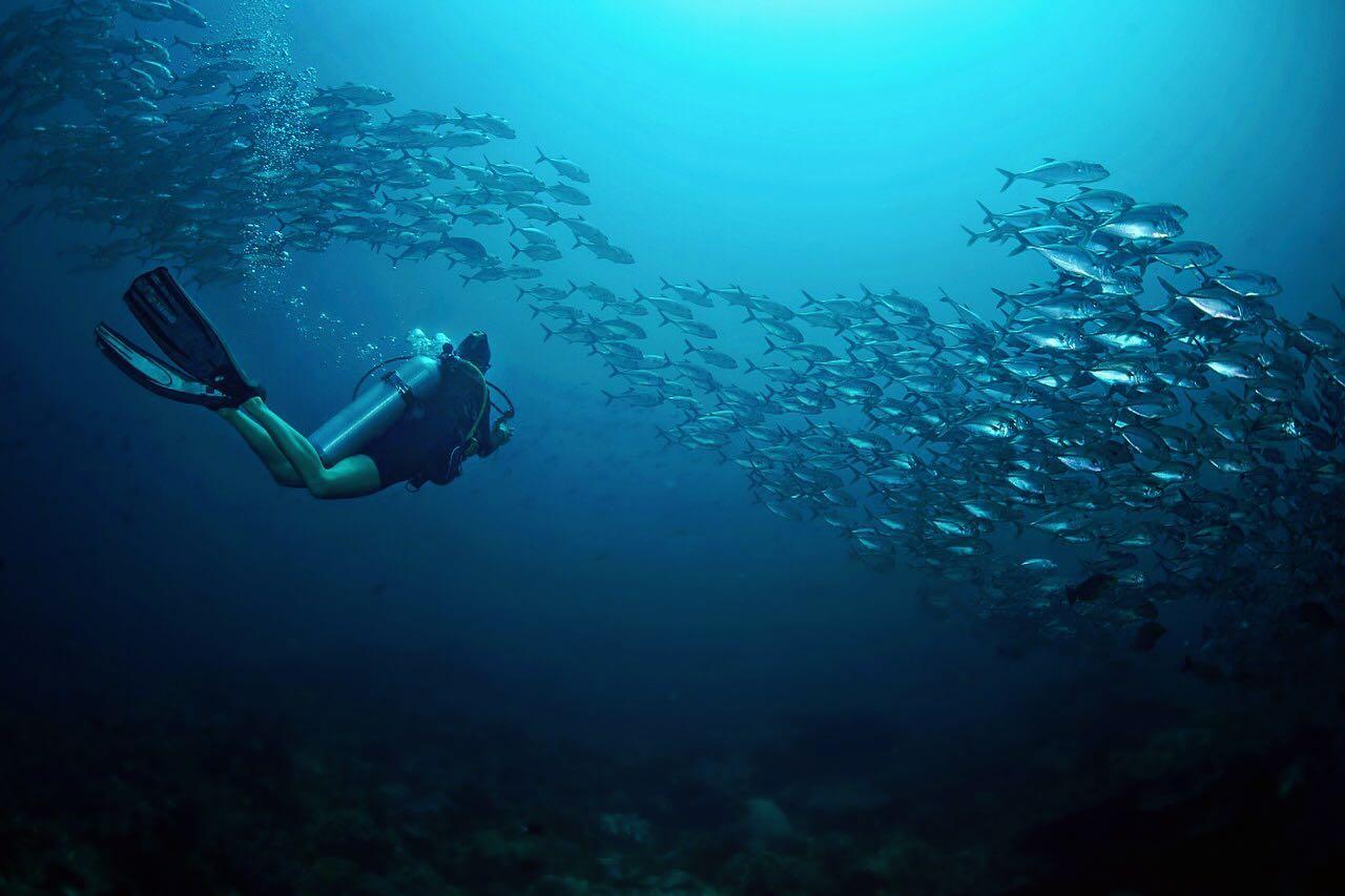 Barefoot Conservation - Diver with a school of jacks