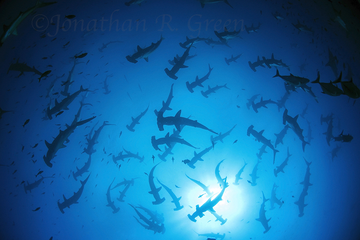 Galapagos Shark Diving Ecoventure Hammerheads