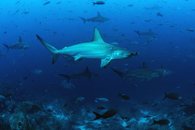Galapagos Shark Diving Hammerhead