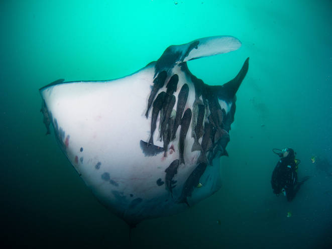 Galapagos Shark Diving Manta Rays