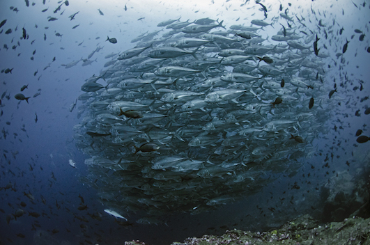 Galapagos Shark Diving Schooling Fish