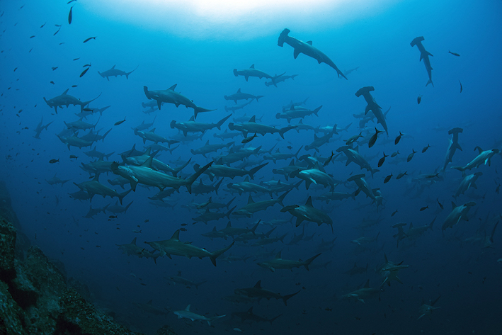 Galapagos Shark Diving Schooling Hammerheads