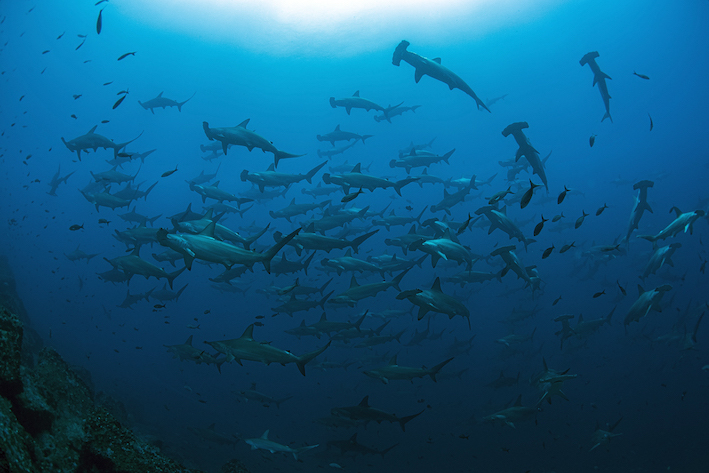 Galapagos Shark Diving Schooling Hammerheads