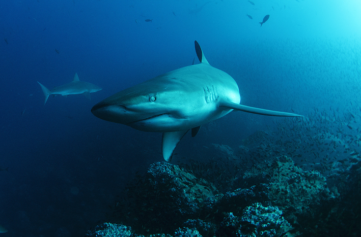 Galapagos Shark Diving Shark Encounter