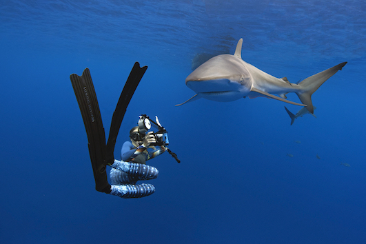 Galapagos Shark Diving Shark Identification