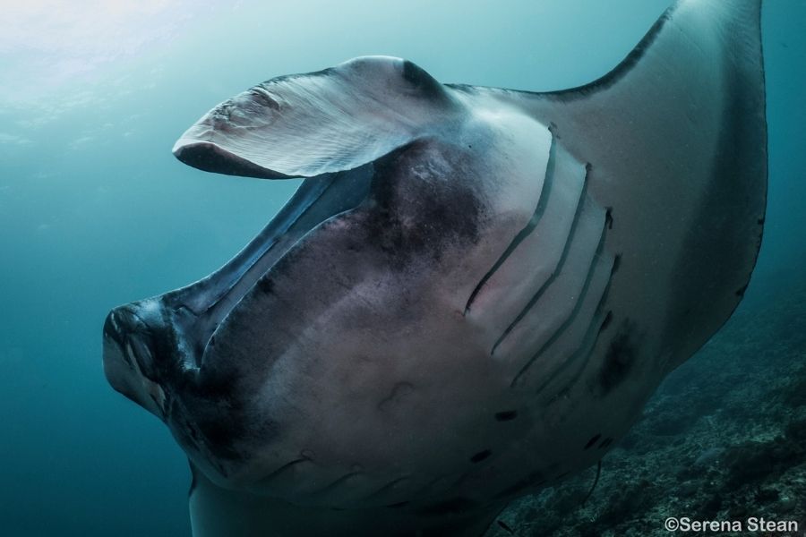 Indo Ocean Project Penida - Manta ray conservation