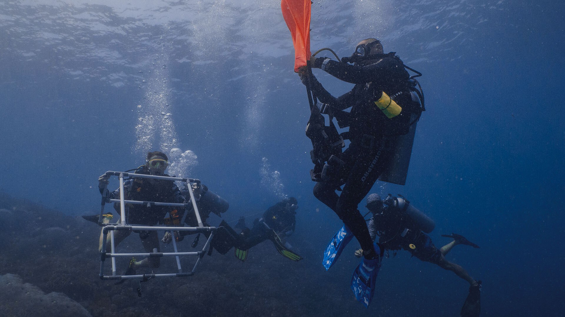 Best volunteer abroad marine conservation programmes in 2023