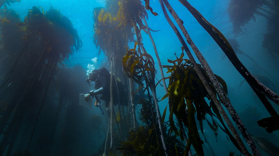 Mar Expediitons Kelp Forest