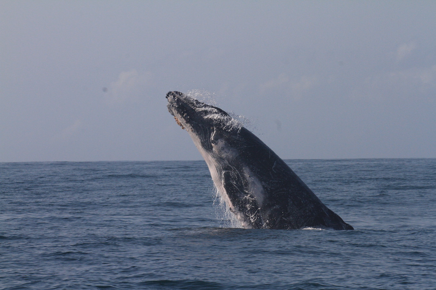 Mar Expeditions Breaching Humpback Whale