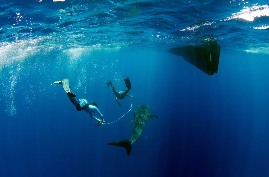 Mwsrp Whale Shark Measuring Richard Rees