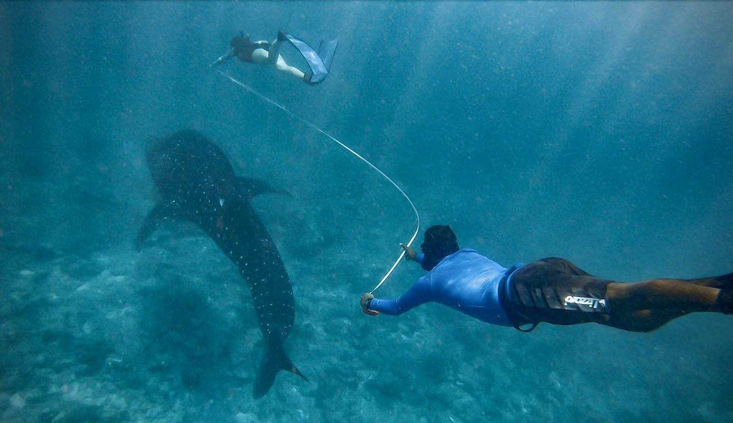 Mwsrp Measuring A Whale Shark