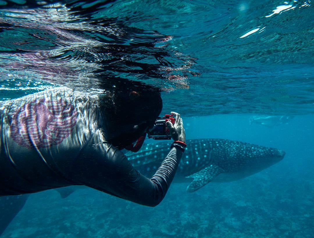 Mwsrp Whale Shark Identificiation