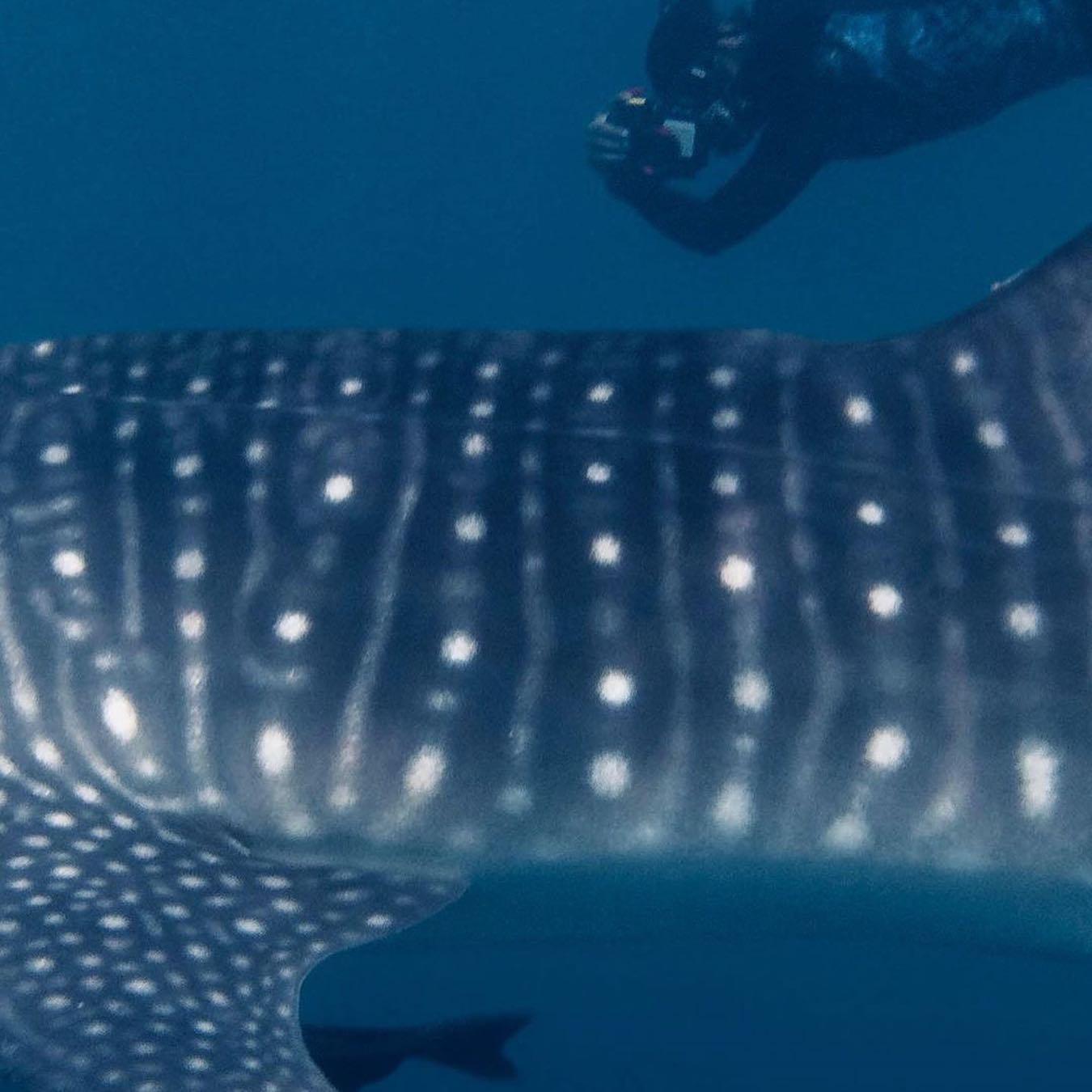 Mwsrp Whale Shark Research