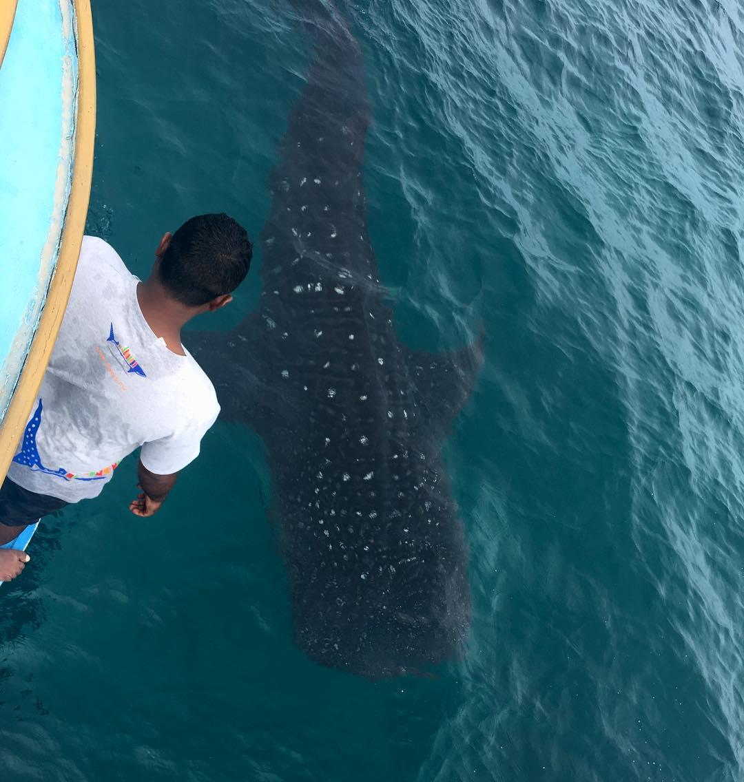 Mwsrp Whale Shark Volunteer Research