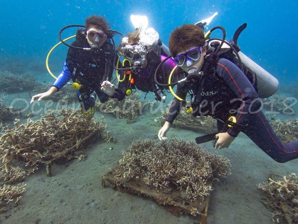 Ocean Gardener 3