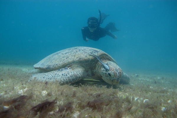 Turtle Facial Id With Perhentian Turtle Conservation Project