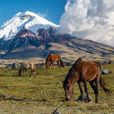 Climb an active volcano in the Andes Image