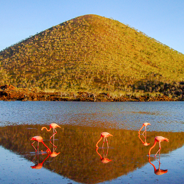Ecuador Scuba Diving Flamingos