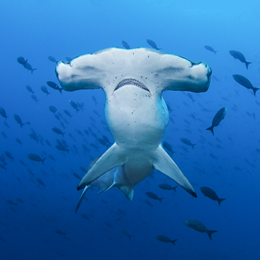 Dive with hammerhead sharks at Darwin Island, Galapagos Image