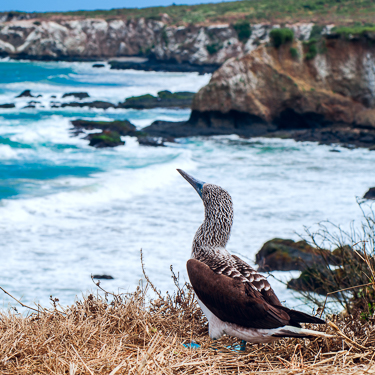 Coastal diving at Isla de la Plata, Puerto Lopez Image