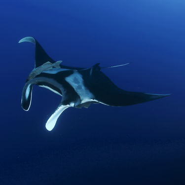 Mantas galore at Cape Marshall, Isabela Island Image