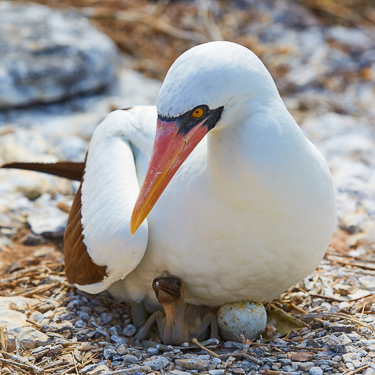 Ecuador Scuba Diving Nesting Bird